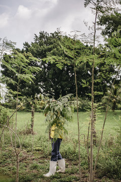 Freshly picked moringa