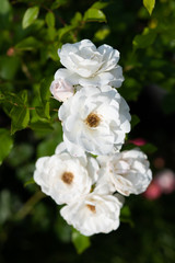 白いばら「アイスバーグ」の花のアップ	