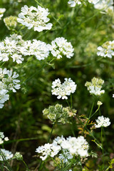 たくさんの白いオルレアの花