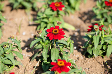 赤いジニアの花	