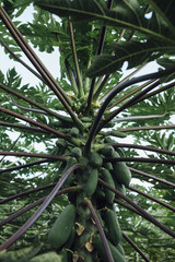 Papaya tree