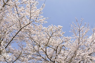 青空に咲く桜