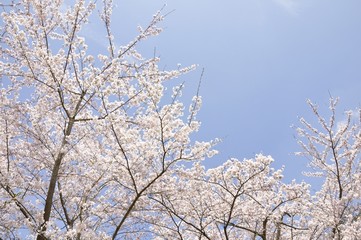 青空に咲く桜