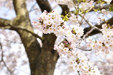 桜樹