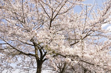 桜樹
