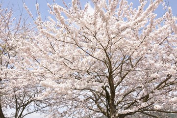 青空に咲く桜