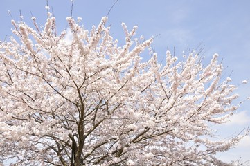 青空に咲く桜