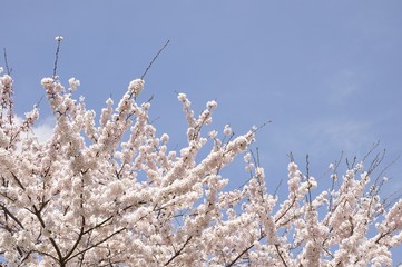 青空に咲く桜