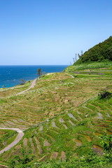 白米千枚田