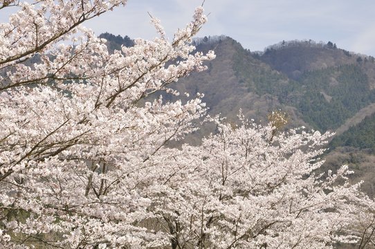 春の宮ヶ瀬湖