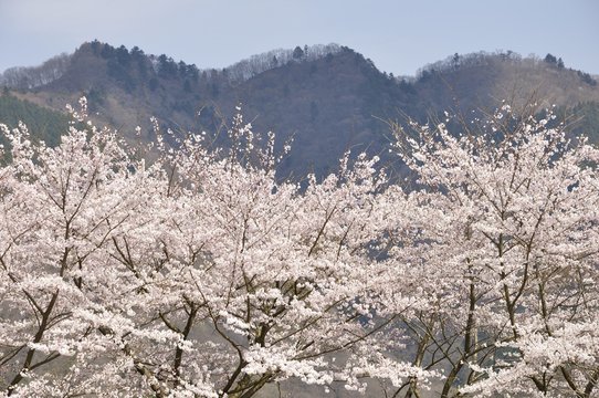 春の宮ヶ瀬湖