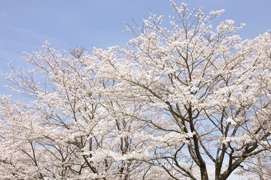 青空に咲く桜