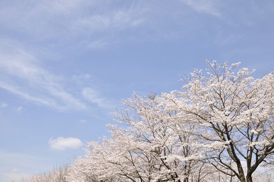 青空に咲く桜