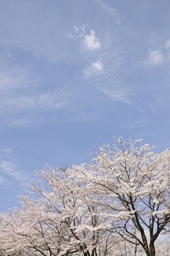 青空に咲く桜