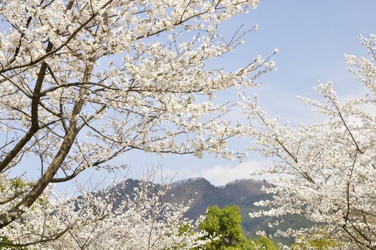 春の宮ヶ瀬湖