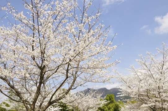春の宮ヶ瀬湖