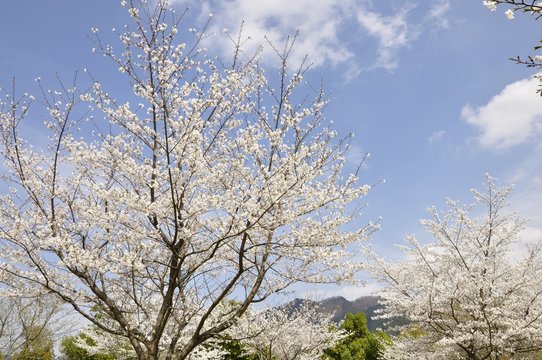 春の宮ヶ瀬湖