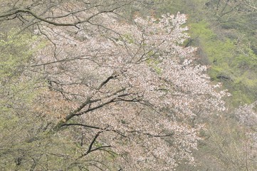 新緑の中の山桜
