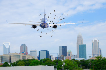 Passenger jet airliner with a flock of birds in front of it on when taking off which is extremely...