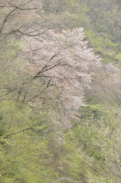 新緑の中の山桜