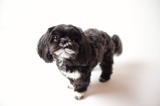 Adorable miniature shih tzu puppy dog, white and black with short fur