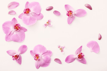 Naklejka na ściany i meble beautiful orchids on white background