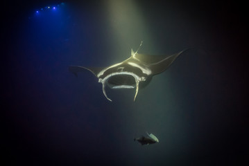 Obraz na płótnie Canvas Manta Ray swimming at night