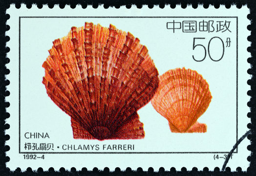 Chinese scallop, Chlamys farreri (China 1992)