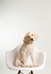 Lab puppy sitting on white chair