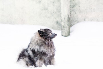 Pedigree keeshond dog covered with snow