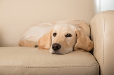 yellow lab puppy on chair