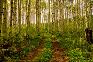 the path 