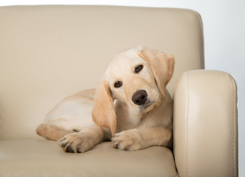 Yellow lab puppy on chair
