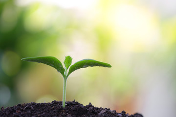Growing pumpkin sprout