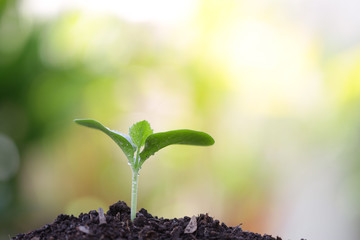 Growing pumpkin sprout