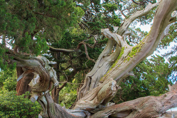 ビャクシン樹林