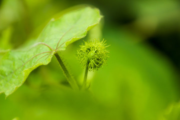 The top leaves pale green.