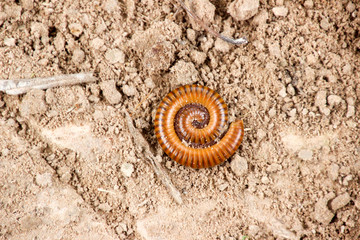 Millipede on the ground.