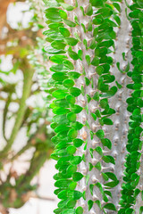 Close Up Alluaudia procera drake texture background