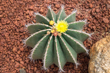Echinocactus grusonii with yellow flowers of cactus on brown stone background