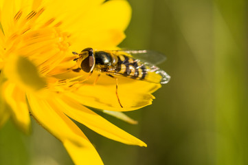 side of wild fly diptera syrphidae