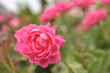 薔薇(ピンクダブルノックアウト)