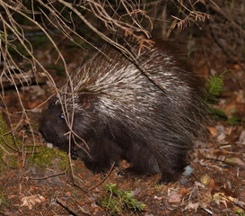 Porcupine