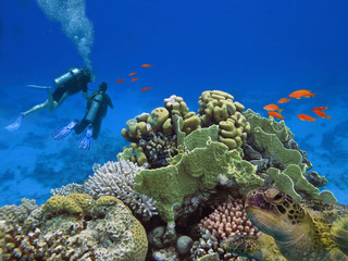 Divers and big sea turle underwater