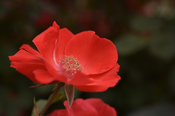 薔薇(サラバンド)