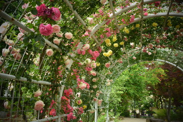 ハーブ庭園旅日記　ローズガーデン