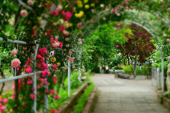 ハーブ庭園旅日記　ローズガーデン