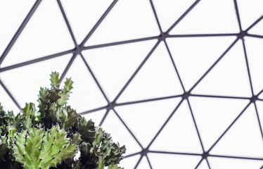Close up of green agave cactus in the Geodesic Dome Glasshouse