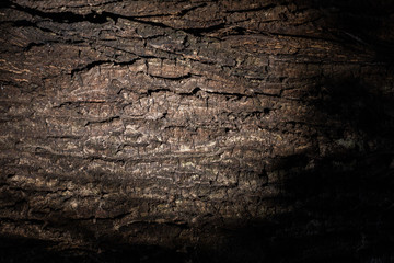 wood texture. background old panels