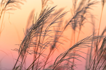 Vintage wild flower in sunset